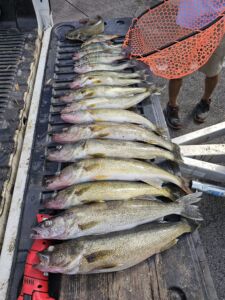 Walleye-greers-ferry-lake-arkansas