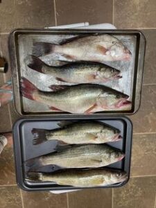 bass-walleye-greers-ferry-lake