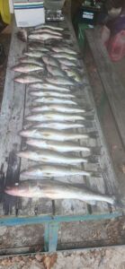 greers-ferry-lake-walleyes