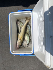 fishing walleyes greers ferry lake