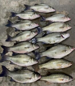 greers ferry lake fish walleye