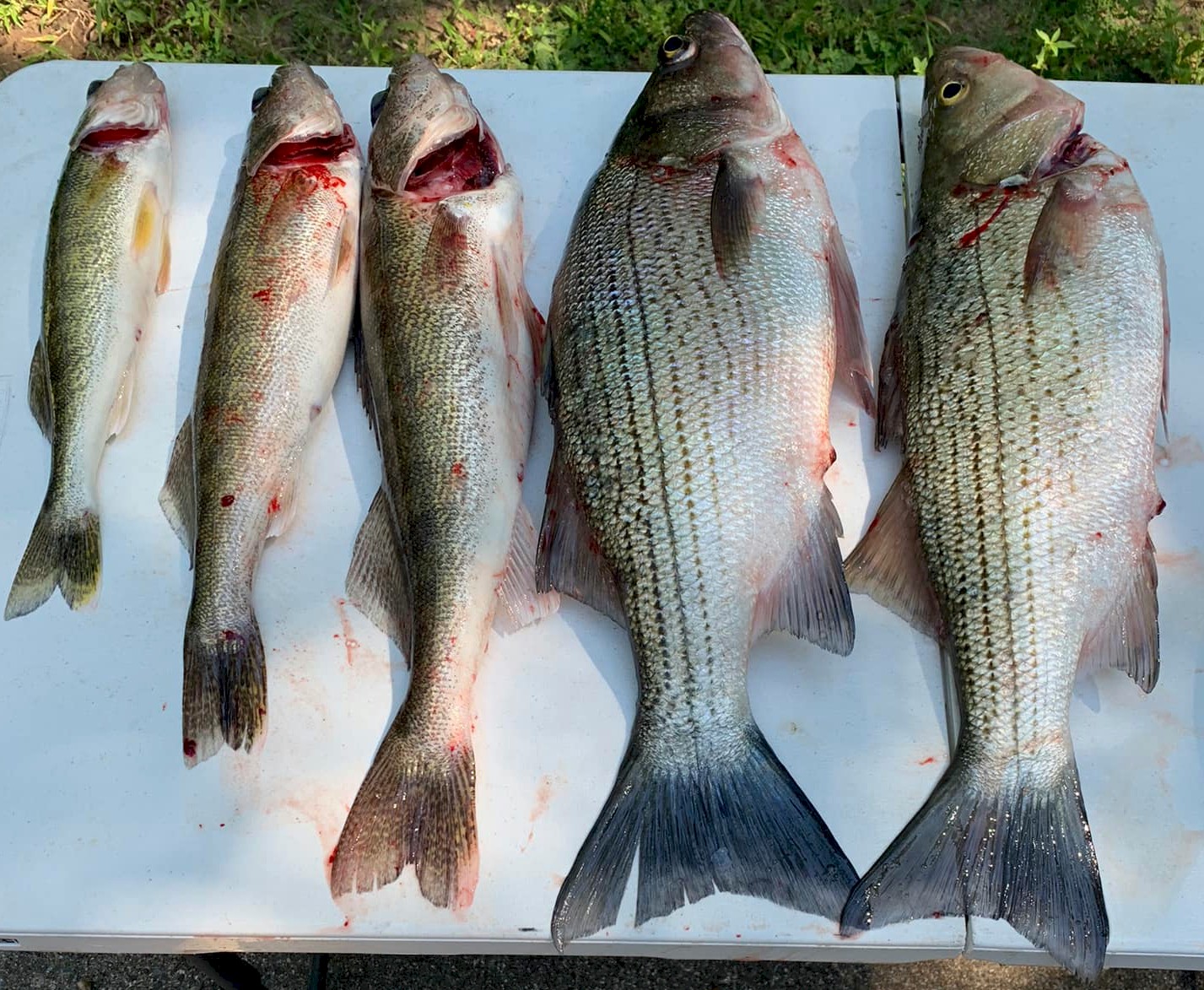 greers ferry lake fish walleye bass