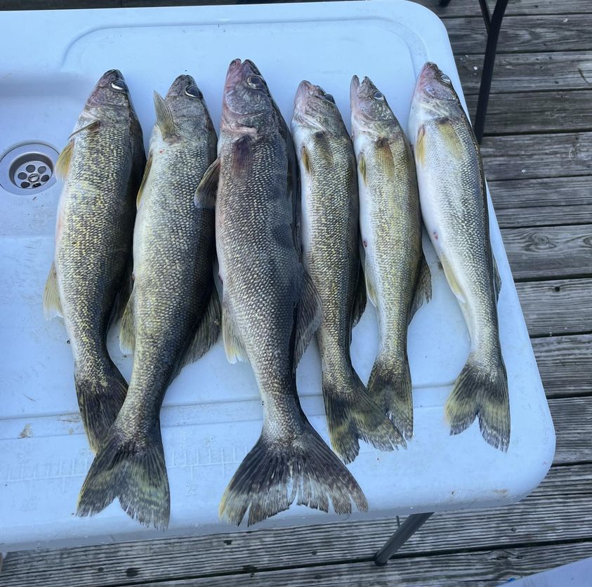 greers-ferry-lake-walleye