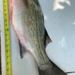 walleye-greers ferry lake