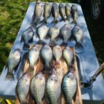 crappie-walleye-greers-ferry