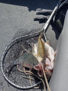 greers ferry net-fishing-club