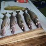 six walleye-greers-ferry-fishing-club