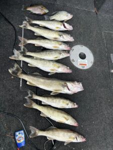 walleye-crappie-greers-ferry