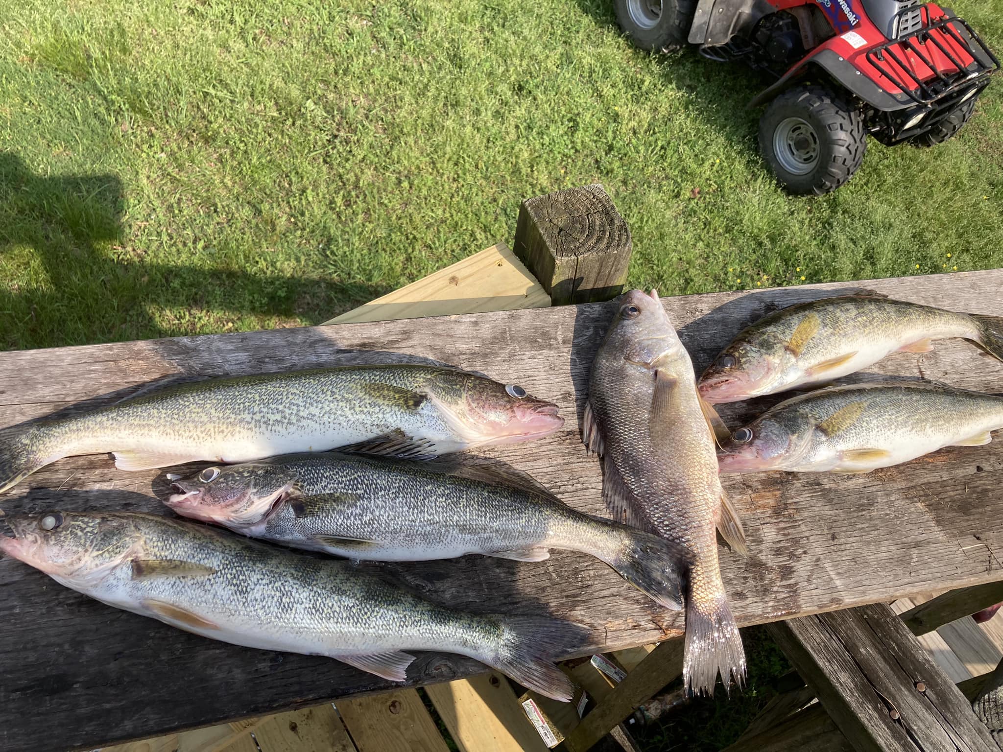 walleye-six-greers-ferry