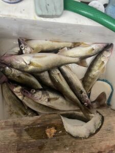 walleye-walleye-greers-ferry