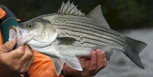 hybrid bass greers ferry lake