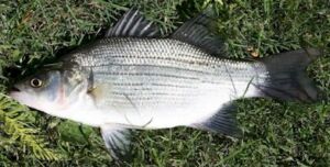 white bass greers ferry lake